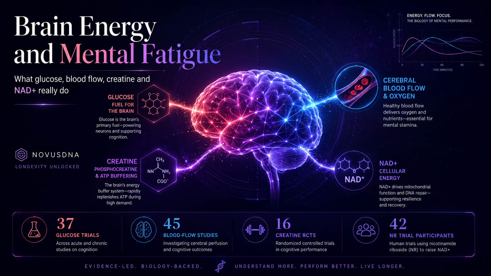 Brain Energy and Mental Fatigue: What Glucose, Blood Flow, Creatine and NAD+ Really Do