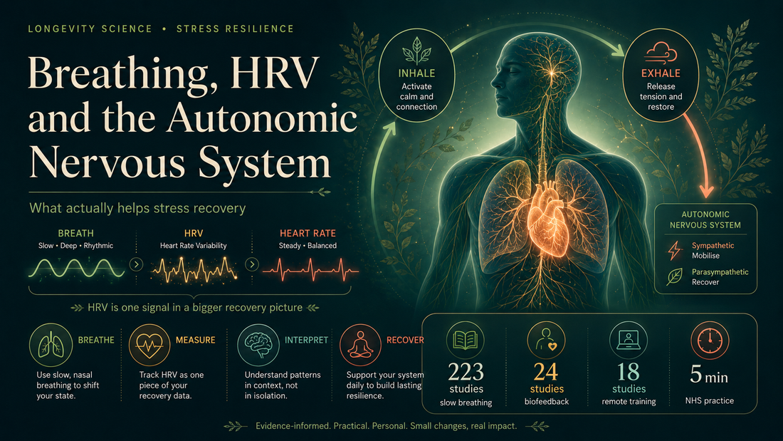 Breathing, HRV and the Autonomic Nervous System: What Actually Helps Stress Recovery