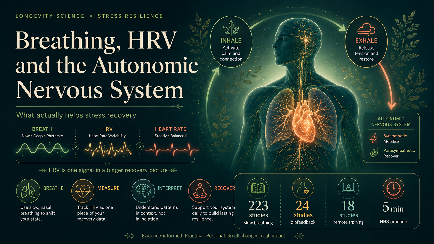 Breathing, HRV and the Autonomic Nervous System: What Actually Helps Stress Recovery