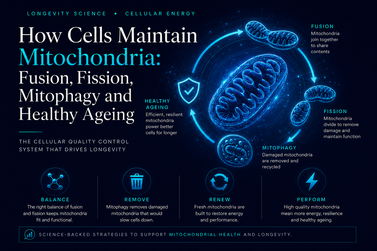 How Cells Maintain Mitochondria: Fusion, Fission, Mitophagy and Healthy Ageing
